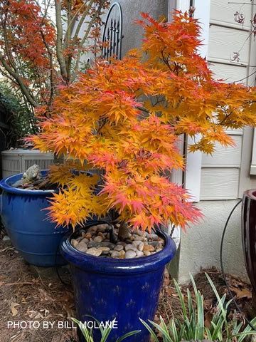 Mikawa Yatsubusa, Japanese Maple Tree Landscape, Green Japanese Maple, Japanese Maple Care, Maple Tree Landscape, Zen Garden Design, Japanese Maples, Maple Trees, Japanese Maple Tree