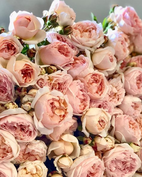 Evelyn ~> all our faves this week #gardenroses #organicfarming Evelyn Rose, Rose Farm, Grace Rose, Organic Farming, Wild Roses, Indoor Garden, My Flower, Secret Garden, Plants