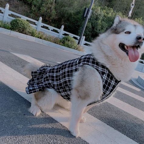 I’m pleased to announced that we finally have a big dog collection! Shop till you drop for your medium and large sized doggies! Please share this so others can see and help me grow my small business!🧡💙💜🖤💛🤎💗 Golden Retriever Clothes, Samoyed Husky, Golden Retriever Husky, Big Dog Clothes, Large Dog Clothes, Winter Pattern, Dog Dress, Shop Till You Drop, Big Dog