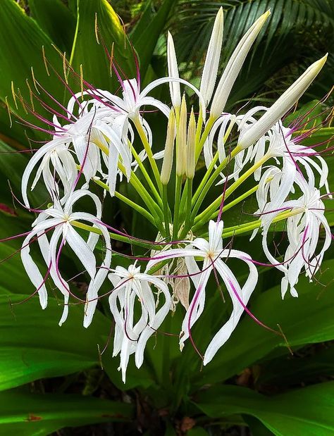 Crinium Plant, Crinum Asiaticum, Tropical Flowering Plants, Florida Plants Landscaping, Crinum Lily, Art In Bloom, Ali Raza, Florida Plants, Flowers Orchids