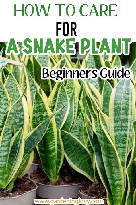 Plant Growing Tips, Snake Plant Decor, Snake Plant Indoor, Snake Plant Care, Storage Hallway, Household Plants, Snake Plants, Plant Care Houseplant, Plant Growing