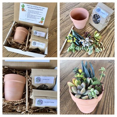 Succulent Business Ideas, Succulent Arrangements Diy, Mini Succulent Garden, Succulent Diy, Plant Display Ideas, Fairy Garden Kit, Diy Kits For Adults, Succulent Cuttings, Succulent Garden Diy