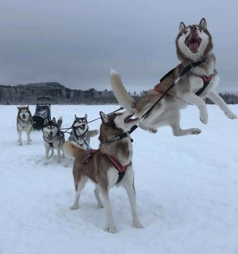 Sled Dogs, Pretty Dogs, Silly Dogs, Pretty Animals, Silly Animals, Husky Dogs, Dog Sledding, Cute Wild Animals, Cute Animal Photos