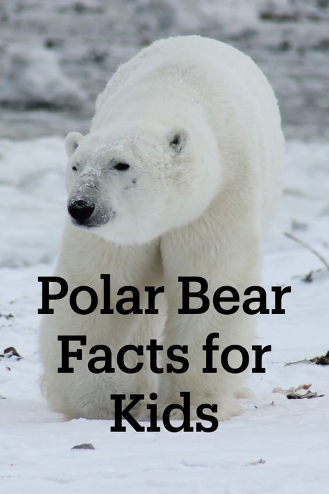 Hey kids! Do you want to learn all about polar bears? Do you want to learn about arctic animals? Check out these easy to read printable polar bear facts for kids! Polar Bear Infographic, Bear Facts For Kids, Polar Bears Preschool, Polar Bear Unit, Polar Bears Activities, Weird Animal Facts, Polar Bear Facts, Bear Facts, Bears Preschool