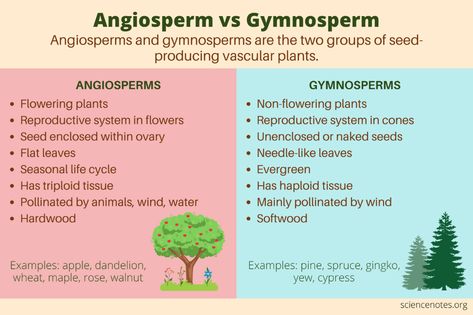 Angiosperm vs Gymnosperm Gymnosperms And Angiosperms, Botany Aesthetic, Plant Morphology, Biology Jokes, Bio Notes, Learn Biology, Plant Physiology, Science Kids, Nursing School Essential