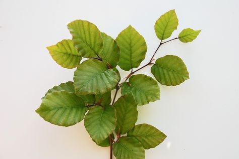 European beech leaf (fagus sylvatica Beech Hedge, Fagus Sylvatica, Morton Arboretum, Missouri Botanical Garden, Specimen Trees, Beech Tree, Fruit Wallpaper, Shade Trees, Deciduous Trees