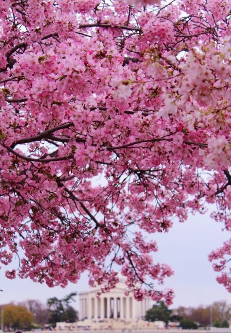 Washington Capitol Buildings Cherry Blossoms Pictures, Washington Dc Cherry Blossoms, Dc Cherry Blossoms, Cherry Blossom Images, Cherry Blossom Pictures, Things To Do In Washington, Iconic Landmarks, Download Free Images, What You Can Do