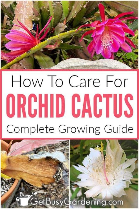 Orchid Cactus Care, Orchid Cactus Care Tips, Orchid Cactus Propagation, Transplanting Orchids, Pruning Orchids, Cactus Indoors, Propagating Cactus, Soil Fertilizer, Epiphyllum Cactus