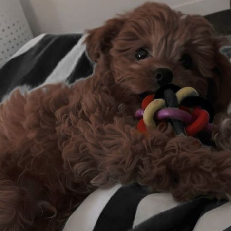 cavapoo dark aesthetic inspo Brown Cavapoo, Brown Puppies, Cavapoo Puppies, Puppy Stuff, Dark Aesthetic, Dream Life, Dogs And Puppies, Dark Brown, Black And Brown