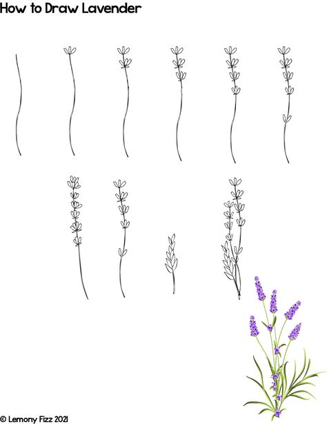 An easy tutorial on how to draw lavender flowers. Create beautiful drawings of lavender that you can add to your planner or bujo. How To Draw Lavender Flowers, Lavender Flower Drawing Simple, Lavender Pencil Drawing, Lavender Drawing Easy, Lavander Drawings Simple, Draw Lavender Step By Step, Flower Drawing Lavender, How To Paint Lavender Flowers, How To Draw Lavender