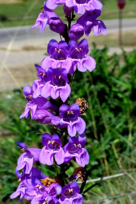 light purple snapdragon Purple Snapdragon, Flower Snap, Snapdragon Flowers, Parts Of A Flower, Continental Divide, Flower Meanings, Utah Photography, Language Of Flowers, Pretty Plants