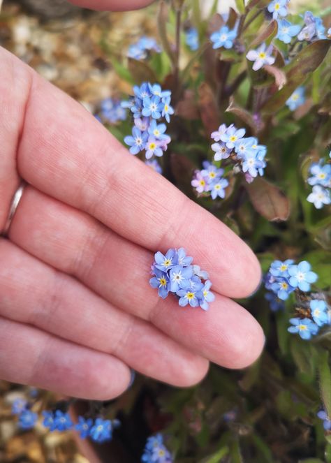 Forget me not One of my faves 💙 Forget Me Knots, Forget Me Not, Fairy Core, Cute Wallpapers, Sapphire Ring, Daisy, Roses, Wallpapers, Flowers