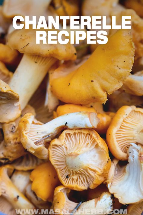 Canning Chanterelle Mushrooms, Dried Chanterelle Mushroom Recipes, Foraged Mushroom Recipes, Wild Golden Chanterelles Recipe, Wild Chanterelle Mushroom Recipes, Chanterelle Mushrooms Recipes, Chantrell Mushrooms Recipes, Chantrell Mushrooms, Chanterelle Soup