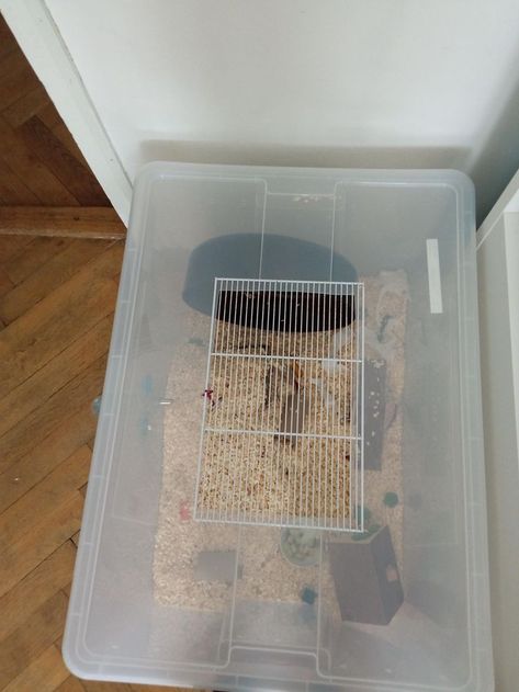 Hamster Cage Ideas Diy Bin, Hamster Bin Cage Ideas, Kandang Hamster, Bin Cage, Hamster Bin Cage, Hamster Diy Cage, Mouse Cage, Hamster Diy, Hamster Life