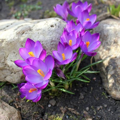 Crocus Planting Tips: Learn When To Plant Crocus Bulbs Crocus In Garden, Crocus Planting Ideas, Autumn Crocus Flower, Planting Crocus Bulbs, Crocus Lawn, Naturalizing Bulbs, Snow Crocus, Bulb Garden, Spring Crocus