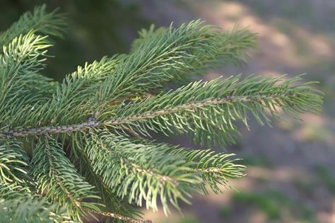 Black Hills Spruce, Black Spruce, Black Hills Spruce Tree, Subalpine Fir, Pine Tree Varieties, Bruns Weeping Serbian Spruce, Ornamental Horticulture, White Spruce, Organic Compost