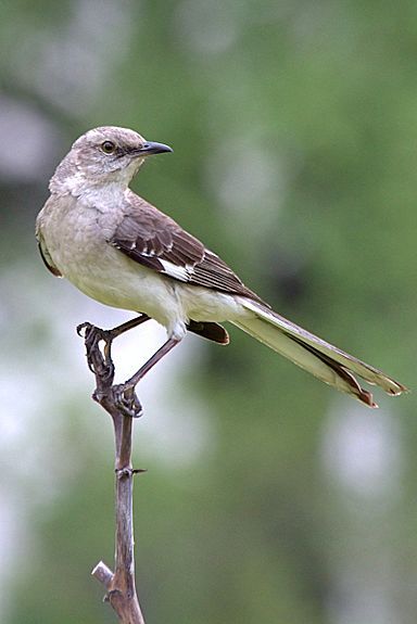 Mockingbird Pictures, Tom Robinson, Northern Mockingbird, Backyard Birds Watching, Mocking Bird, Mocking Birds, Key Biscayne, State Birds, Kinds Of Birds