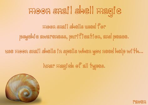 Moon Snail Shell Magic Shell Witchcraft, Seashell Magick, Shells Witchcraft, Shell Meaning Witchcraft, Shells Magical Properties, Snail Spiritual Meaning, Snail Shells Witchcraft, Snail Shell Spiritual Meaning, Seashells Witchcraft