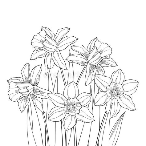 Book Bouquet, White Background Floral, Daffodil Tattoo, Bee Drawing, Narcissus Flower, Flower And Leaves, Flower Outline, Daffodil Flower, Outline Drawings