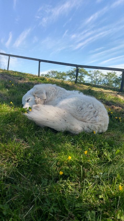 White Shepherd Dog, German Shepherd White, Dogs Samoyed, White Dog Breeds, Husky White, White Fluffy Dog, Dog Aesthetics, Cute Puppy Photos, Maremma Sheepdog