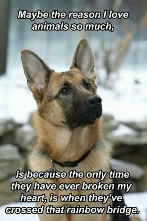 Animals are better than people Dog German, Airedale Terrier, Shepherd Dogs, Shepherd Puppies, German Shepherd Puppies, German Shepherd Dog, Animal Quotes, Pet Loss, German Shepherds