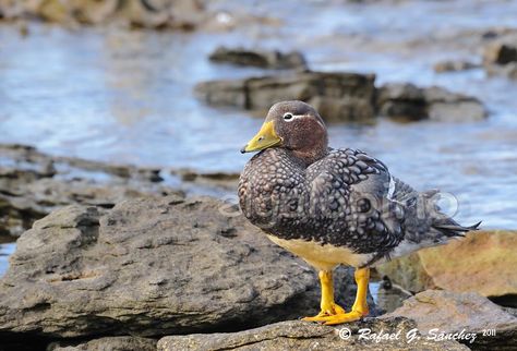 Falkland flightless steamer duck - Brassemer des Malouines… | Flickr Falkland Islands, Birds