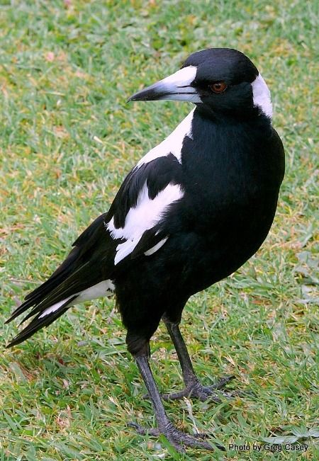 Australian Magpie, Australian Fauna, Australian Wildlife, Crows Ravens, Kinds Of Birds, Australian Birds, Australian Animals, Australian Native, White Bird