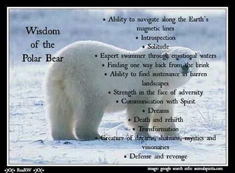 Wisdom of the polar bear Bear Spirit Animal, Shadow Work Spiritual, Bear Spirit, Bear Totem, Animal Spirit Guides, Animal Guides, Animal Spirit, Angel Guidance, Power Animal