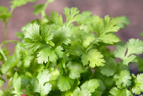 10 Best Companion Plants for Cilantro Windowsill Herb Garden, Harvesting Basil, Growing Parsley, Best Companion Plants, Cilantro Plant, Backyard Food, Growing Cilantro, Growing Basil, Growing Lettuce