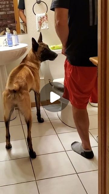 Hap Hap Happy Dog Video, Silly Dogs Hilarious, Dog Videos Funny Hilarious, Talking Dog Video, Cute Dogs Videos, Funny Dog Videos Hilarious, Malinois Funny, Tibetan Mastiff Dog, Dog Shaming Funny