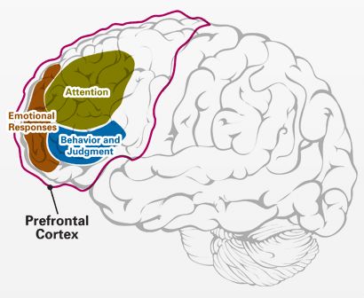 Prefrontal cortex Anatomy Of Brain, College Psychology, Inattentive Add, System Thinking, 5 Second Rule, Toddler Sleep Training, Brain Balance, Brain Parts, Ancient Egypt Pyramids