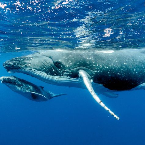 In the deep ocean waters of Hawaii, San Diego, Seattle, Boston, Los Angeles, and Alaska, something incredible is brewing. All across the United States, many species of whales begin their majestic migrations South in search of warmer waters to breed and even birth their young.🐳🐋 ⠀ ⠀ ⠀ #trip #travel #nature l #vacation #traveling #holiday #adventure #whalewatching #oceanlife #oceanvibes Ocean Mammals, Seattle Hotels, Under The Water, Life Aquatic, Cats Photos, Puerto Vallarta Mexico, Beautiful Sea Creatures, Incredible Creatures, Cute Cats Photos