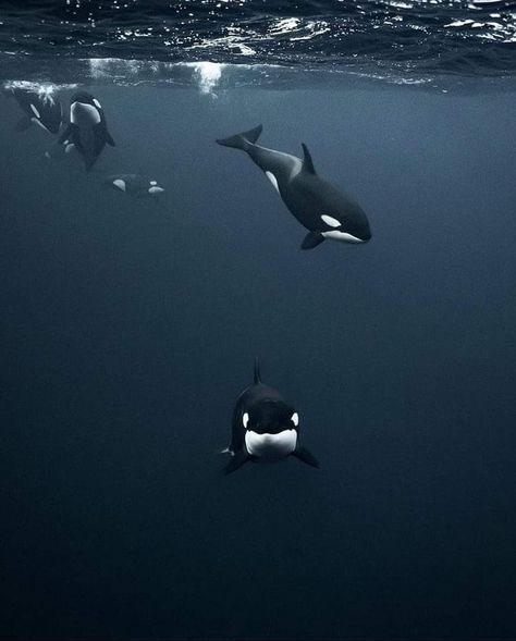 Swimming With Orcas, Orca Wallpaper Aesthetic, Orca Whales Photography, Killer Whale Aesthetic, Orca Underwater, Orca Aesthetic, Orca Wallpaper, Orcas Swimming, Orca Art