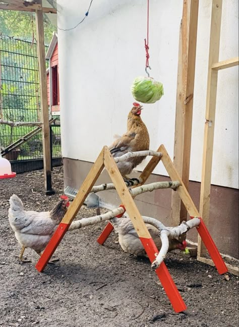 Diy Chicken Shed, Chicken Jungle Gym Diy, Chicken Coop Enrichment Ideas, Things For Chickens To Play With, Homemade Toys For Chickens, Diy Chicken Toys Ideas, Bantam Chicken Coop, Having Chickens, Chicken Roost