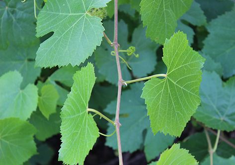 Wild grape leaves are an edible species that can be harvested and prepared for human consumption. A source of antioxidants and polyphenols, they can be steamed, tinctured, infused or pickled. Growing Wine Grapes, Wild Grapes, Grapevine Leaf, Grapevine Growing, Diy Grapevine Wreath, Wild Food Foraging, Food Foraging, Edible Wild Plants, Wine Gift Set