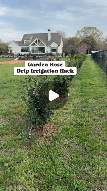 Julie | Farmhouse On Waters on Instagram: "I’m loving this hack! It will definitely save us so much time watering these new shrubs in our backyard. We didn’t want to water by hand or use a soaker hose or a sprinkler and water all the grass around the shrubs. That’s why we decided to use what we had which was an old garden hose and make our own drip irrigation. We used 2 gallon an hour emitters on each shrub and a water pressure reducer regulator so the drip emitters would stay in place. We also installed a shut off valve for the end of the hose. I’ve linked all the items in my Amazon storefront which is linked in my bio. Let me know if you have any questions. 

#gardenhack #gardenhacks #gardeninghacks #irrigation #watering #backyardlandscape #landscaping #dripirrigation #diybackyard #reduc Drip Lines For Garden, Garden Sprinkler Ideas, Garden Irrigation Ideas, Garden Irrigation Ideas Diy, Watering Garden Ideas, Soaker Hose Irrigation, Veggie Storage, Water Sprinkler System, Irrigation Diy