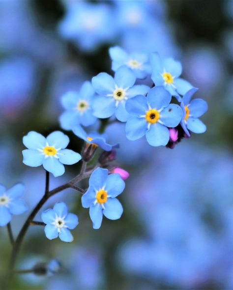 Spring Flowers To Plant, Baby Blue Flowers, Forget Me Nots Flowers, Alyssum Flowers, Flowers To Plant, Beautiful Spring Flowers, Flowering Quince, April Birth Flower, Forget Me Not Flowers