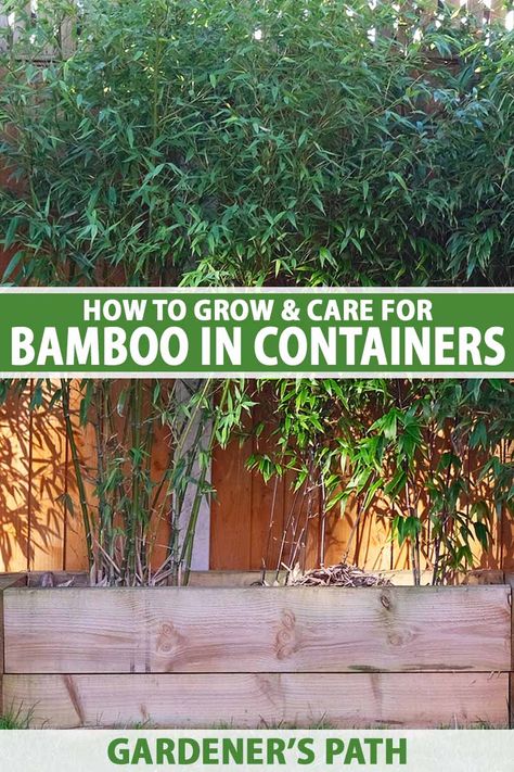 If you love lush, elegant bamboo but don't want to risk it taking over the garden, why not grow your plants in pots and planters instead? Perfect as a patio accent or clustered into privacy screens, our guide on Gardener's Path covers how to grow bamboo in pots and containers. #bamboo #containergarden #gardenerspath Bamboo In Containers, How To Grow Bamboo, Steel Decor, Bamboo Landscape, Bamboo Containers, Growing Bamboo, Bamboo Privacy, Plants In Pots, Bamboo In Pots