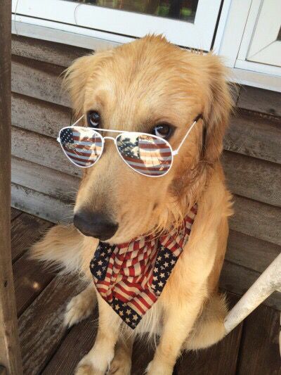 Golden Retriever Dog wearing sunglasses & USA American Flag bandana Best Friend Facts, Sleepy Teddy Bear, Dogs In Hats, Patriotic Puppy, American Flag Bandana, Dog Glasses, Teddy Bear Puppies, Cute Dogs And Cats, American Dog