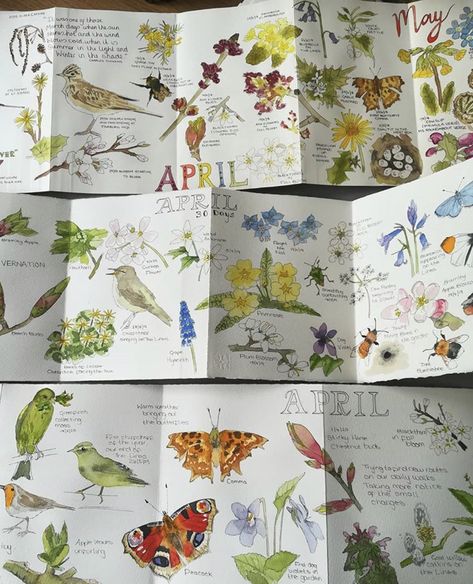 Beautiful Images Of Nature, Nature Diary, Diy Nature, Botanical Sketchbook, Field Journal, Nature Journaling, Plant Journal, Nature Sketch, Marjolein Bastin