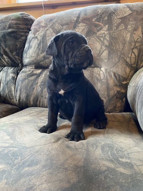 Cane Corso Puppies For Sale! Cane Corso Puppies, Puppies Cute, Cane Corso, Classified Ads, Puppies For Sale, Cute Puppies, French Bulldog, New Homes, Puppies