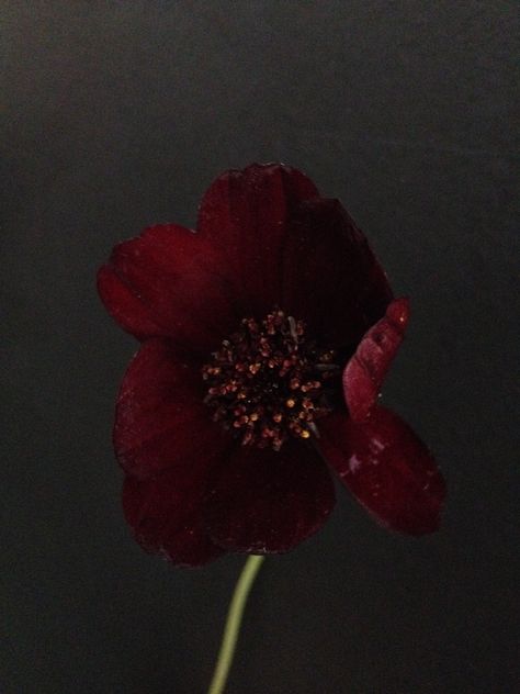 Chocolate cosmos Chocolate Cosmos Tattoo, Chocolate Cosmos Aesthetic, Black Cosmos Flowers, Cosmos Leaves, Chocolate Cosmos Flower Aesthetic, Chocolate Cosmos Flower, British Autumn, Red Cosmos, October Flowers