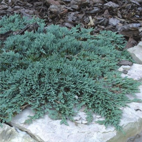 Juniper, Icee Blue main Creeping Juniper, Juniperus Horizontalis, Juniper Plant, Blue Plants, Agra, Plant Care, Landscape Design, Soil, Yard