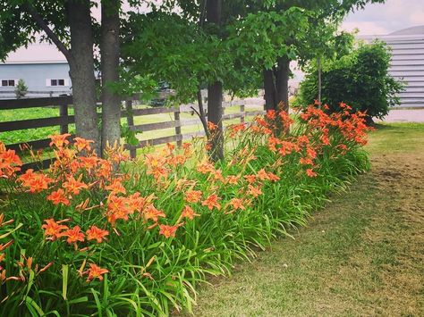 Beautiful Tiger Lilies wide open on this lovely #lazyhazydaysofsummer or Ditch Lilies as some like to call them . #countrygardens #lilies… Ditch Lillies, Lily Landscaping Ideas, Day Lilies Landscaping, Ditch Lilies, Ditch Ideas, Tiger Lily Garden, Flower Garden Aesthetic, Flower Garden Drawing, Lilly Garden