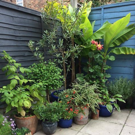 11- contented corner My little courtyard garden is all corners really, this is from last summer.  #aprilgardenantics #corner… Corner Garden Ideas, Bamboo Fountain, Cozy Backyard, Corner Garden, Blooming Trees, Topiary Trees, Tropical Tree, Pollinator Garden, Rain Garden