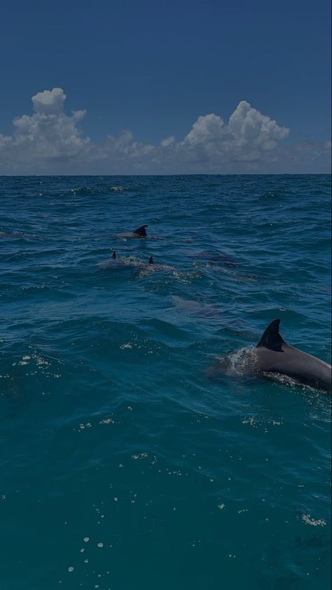 Greenland Shark, Marine Sea, Ocean Surf, Beautiful Sea Creatures, Ocean Vibes, Instagram Photo Inspiration, Summer Feeling, Summer Dream, Ocean Animals