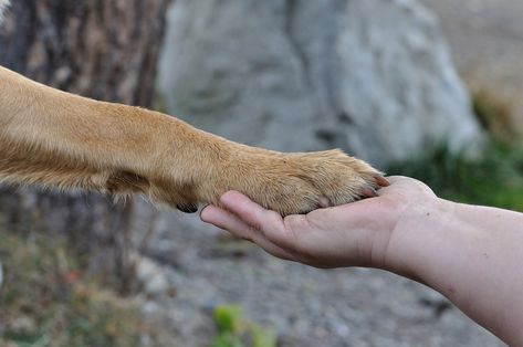 How To Spend Quality Time With Senior Dogs | Sidewalk Dog Dog Paw Moisturizer, Dry Dog Paws, Dog Paw Balm, Puppy 101, Paw Balm, Dog Nails, High Five, Animal Welfare, Dog Health