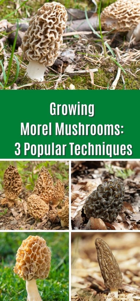 Growing Morel Mushrooms: 3 Popular Techniques Growing Morel Mushrooms, Morel Mushroom Hunting, Mushroom Dishes, Edible Wild Mushrooms, Mushroom Guide, Growing Mushrooms At Home, Wild Foraging, Poisonous Mushrooms, Morel Mushrooms