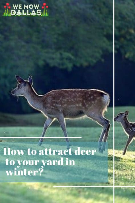 how to attract deer to your yard in winter Spring Lawn Care, Fruit Bearing Trees, Salt Lick, Backyard Diy, Lawn And Landscape, Large Yard, Types Of Animals, Hiding Places, Dogs Pooping