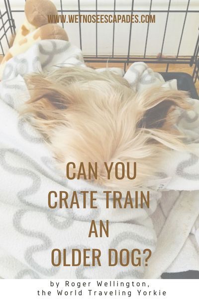 How To Crate Train An Older Dog, Train Dogs, How To Crate Train A Dog, How To Train An Older Dog, Crate Training Older Dog, Crate Training Dog, Senior Dogs Care, Excited Dog, Crate Training Puppy